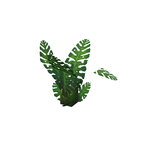 Plant_Fern_Jungle.png