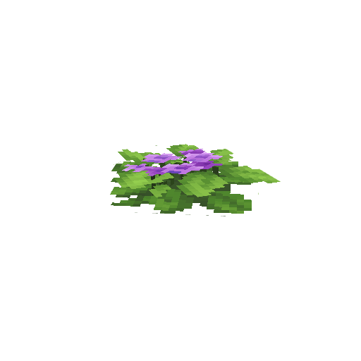 Plant_Flower_Common_Violet2.png