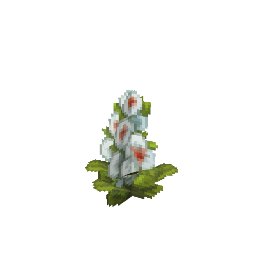 Plant_Flower_Common_White.png