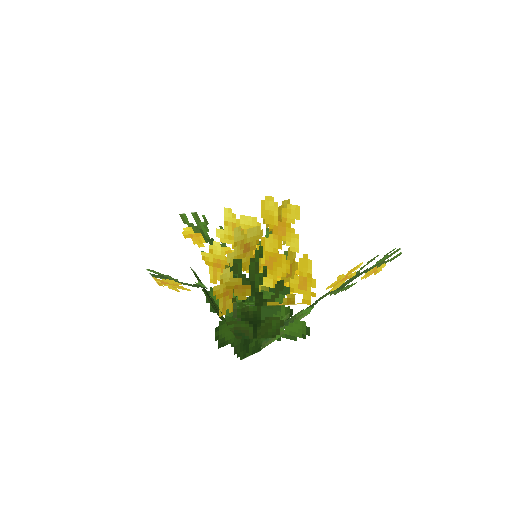 Plant_Flower_Flax_Yellow.png