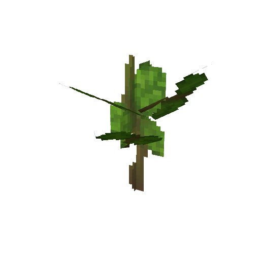 Plant_Sapling_Beech.png