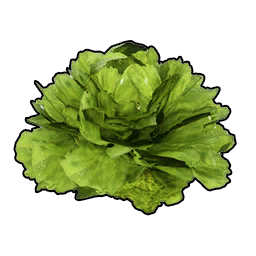 T_itemicon_Food_Lettuce.png
